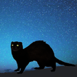 Programikonen: Ferret Night Camera