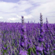 Programikonen: Lavender Live Wallpaper