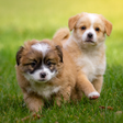 プログラムのアイコン：Puppy Wallpapers HD