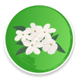 Programikonen: Udupi Mallige - Jasmine F…