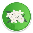 Udupi Mallige - Jasmine Flower