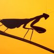 Mantis Wallpapers icon
