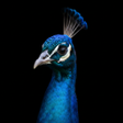 Programikonen: Appp.io - Peacock Sounds