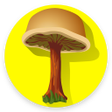 Icon of program: Mushroom identification A…