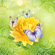 Icoon van programma: Cute Butterfly Live Wallp…