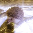 Icon of program: Hedgehogs of Unusual Size
