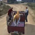 Animal Cargo Truck Transport