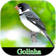 程序图标：Song of Meu Golinha