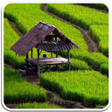 程序图标：Nature Wallpaper