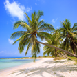 Programikonen: Tropical Paradise Wallpap…