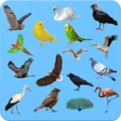程序图标：Birds - Learning Birds