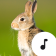 Ikona programu: Rabbit Sounds
