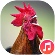 プログラムのアイコン：Rooster Sounds