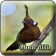プログラムのアイコン：Master Burung Cililin MP3