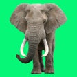 أيقونة البرنامج: Animal Sounds Voice Simul…