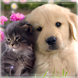 Programikonen: Cute Cat  Dog Live Wallpa…
