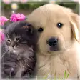 Cute Cat  Dog Live Wallpapers