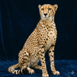 Programikonen: Cheetah Sounds