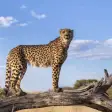Cheetah Sounds