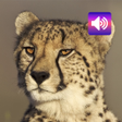 プログラムのアイコン：Cheetah Sounds