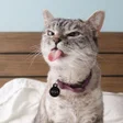 プログラムのアイコン：WAStickerApps Cat  Funny …