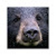 ไอคอนของโปรแกรม: Read Nose