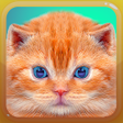 程序图标：Cat Kitten Meow Sound Boa…