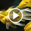 Programikonen: Fish Video Live Wallpaper