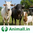 程序图标：गय भस खरद बच Animall