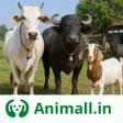 Icon of program: गय भस खरद बच Animall