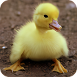 Icon of program: Duck Wallpaper