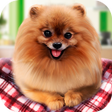 Programikonen: Pure Breed Miniature Dog …