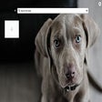 أيقونة البرنامج: Speed Dial Dogs