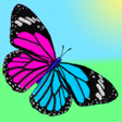 Ikon program: Butterflies on Screen Pra…