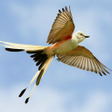 Programikonen: WingScore