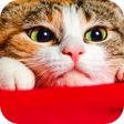 プログラムのアイコン：Wallpaper Cat Collection