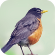 Programikonen: Robin Bird Sounds