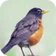 Robin Bird Sounds