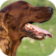 ไอคอนของโปรแกรม: Dog Sounds