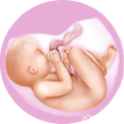 程序图标：Pregnancy Calendar and Tr…