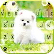 Cute White Puppy Keyboard Background