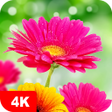 Icon of program: Flower Wallpapers 4K