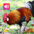 Red junglefowl Sounds and Ringtones