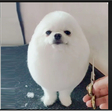 Icon of program: egg dog favorite game hol…