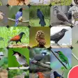 Appp.io - Thai Bird Sounds