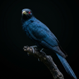 程序图标：Appp.io - Thai Bird Sound…