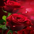 Red Hearts Roses LWP