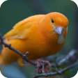 Programikonen: Birds Wallpaper