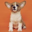 プログラムのアイコン：Dog  Puppy Wallpapers - w…