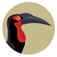 プログラムのアイコン：BirdPro